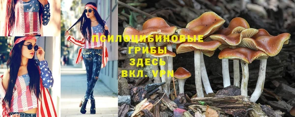 индика Козельск